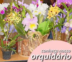 Orquid�rio